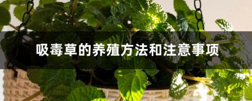 吸毒草的养殖方法和注意事项