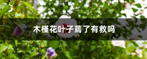 木槿花叶子蔫了有救吗