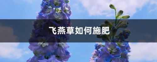 飞燕草如何施肥