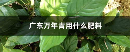 广东万年青用什么肥料