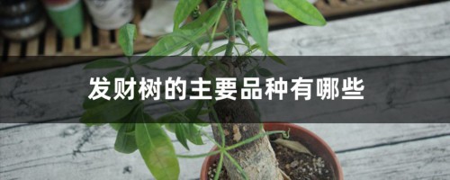 发财树的主要品种有哪些