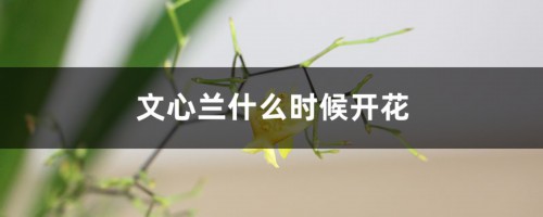 文心兰什么时候开花