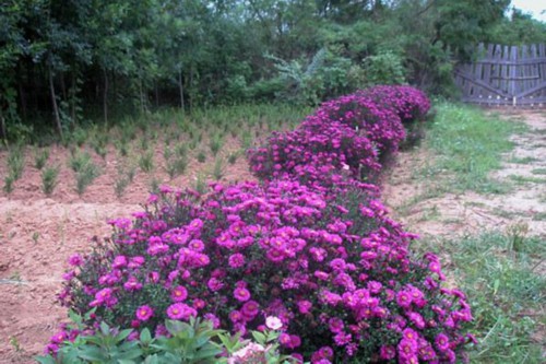 花朵也变脸，这些花花界的变色高手