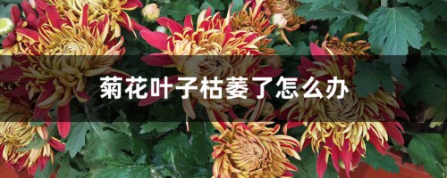 菊花叶子枯萎了怎么办