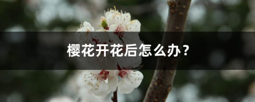 樱花开花后怎么办？