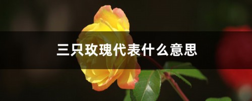 三只玫瑰代表什么意思