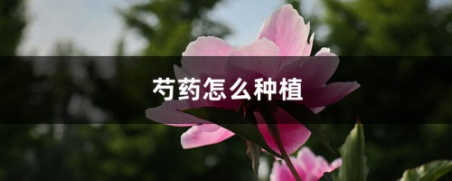 芍药怎么种植，芍药种子的种植方法