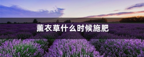 薰衣草什么时候施肥，薰衣草怎么施肥