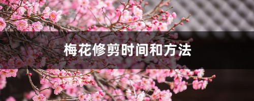 梅花修剪时间和方法，梅花修剪后的伤口如何处理