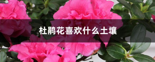 杜鹃花喜欢什么土壤