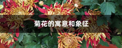 菊花的寓意和象征