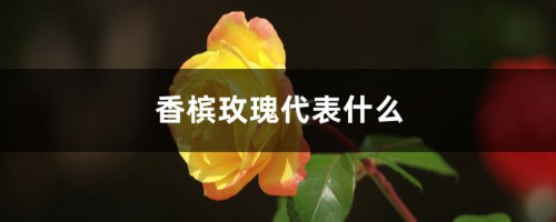 香槟玫瑰代表什么