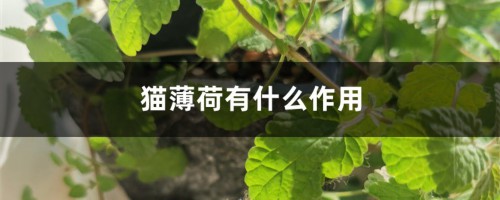 猫薄荷有什么作用