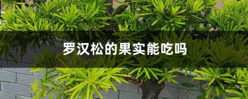 罗汉松的果实能吃吗