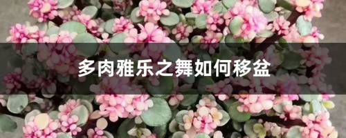 多肉雅乐之舞如何移盆，怎么换土和造型