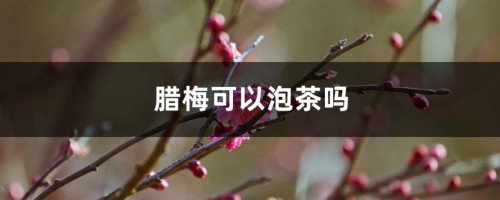 腊梅可以泡茶吗