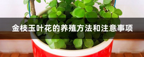 金枝玉叶花的养殖方法和注意事项