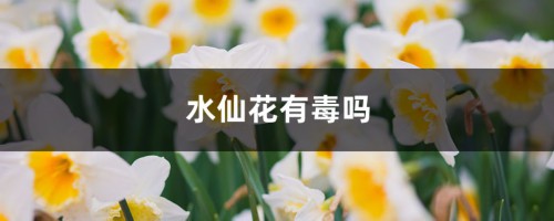 水仙花有毒吗