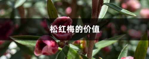 松红梅的价值