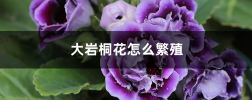 大岩桐花怎么繁殖