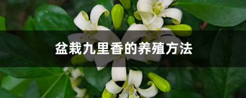 盆栽九里香的养殖方法