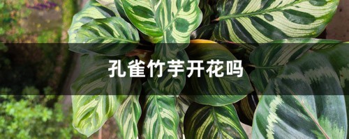 孔雀竹芋开花吗