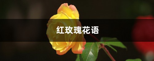 红玫瑰花语