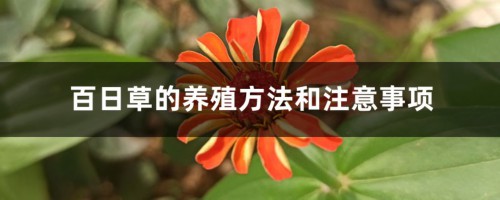 百日草的养殖方法和注意事项