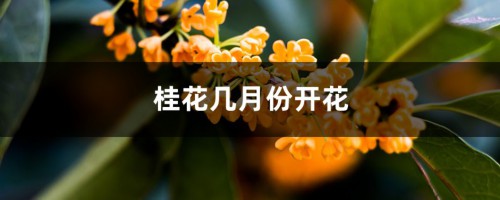 桂花几月份开花