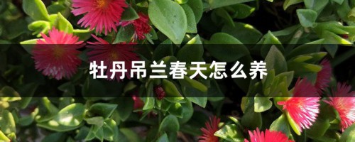 牡丹吊兰春天怎么养