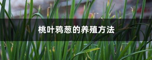 桃叶鸦葱的养殖方法