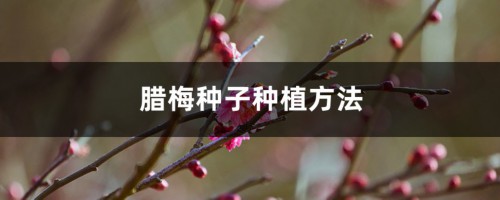 腊梅种子种植方法