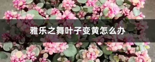 雅乐之舞叶子变黄，这样做轻松救活