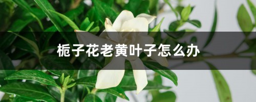 栀子花老黄叶子，花苞变黑怎么办？