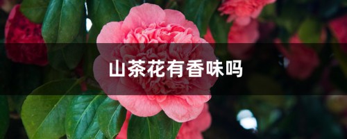 山茶花有香味吗，山茶花有什么特点