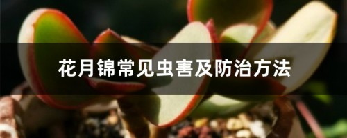 花月锦常见虫害及防治方法