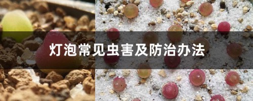 灯泡常见虫害及防治办法