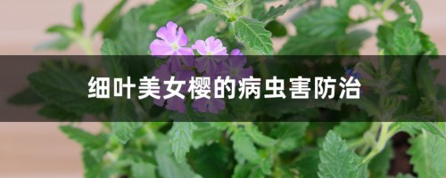 细叶美女樱的病虫害防治