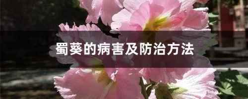 蜀葵的病害及防治方法