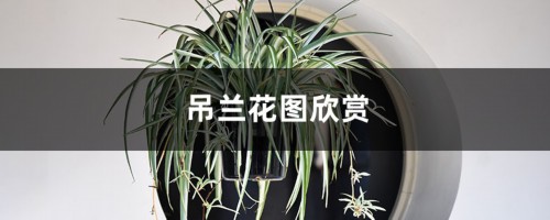 吊兰花图欣赏