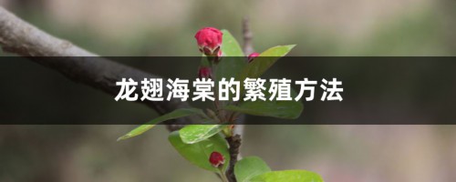 龙翅海棠的繁殖方法