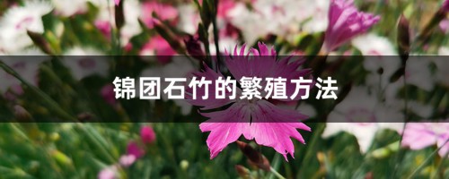 锦团石竹的繁殖方法