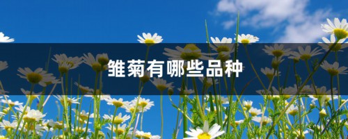 雏菊有哪些品种