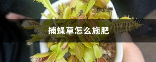 捕蝇草怎么施肥