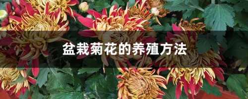 盆栽菊花的养殖方法