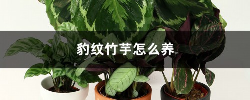 豹纹竹芋怎么养？