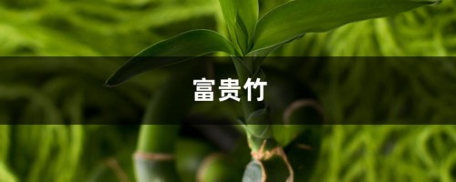 富贵竹视频：富贵竹夏季防叶黄烂根秘籍