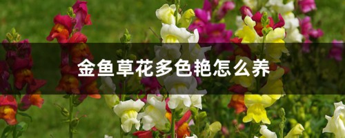 金鱼草花多色艳怎么养