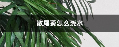 散尾葵怎么浇水