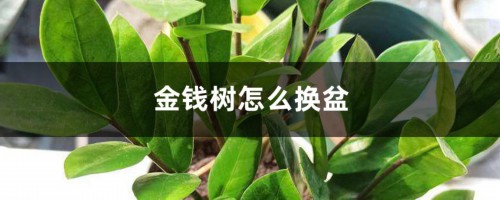 金钱树怎么换盆